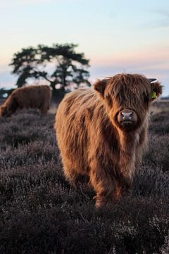 Jong kalf in paarse heide bij zonsondergang van PhotographIris