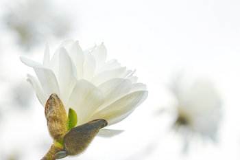 Tere magnoliabloemen komen tevoorschijn uit het wit