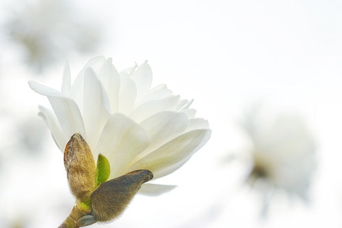 De délicates fleurs de magnolia émergent du blanc