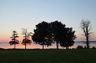 Trees van Mark Kerssing thumbnail