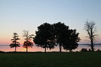 Trees