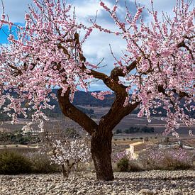 Season of Blosom... van Henk Pijnappels