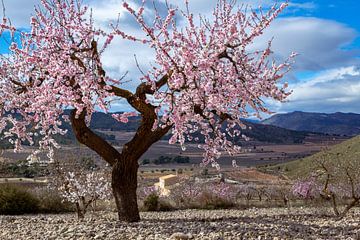 Season of Blosom... van Henk Pijnappels