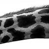 Serie Giraffe von Lens_en_Dier
