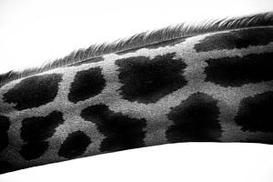 Serie Giraffe