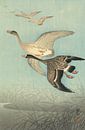 Kolgan Gänse im Flug, Ohara Koson von 1000 Schilderijen Miniaturansicht