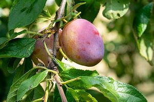 Kersenpruim aan een boom in de herfst van Animaflora PicsStock