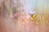 The dreams that dance in your imagination by Bob Daalder thumbnail