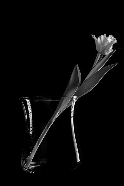 Tulpe auf Vase von Humphry Jacobs