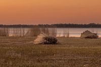 Reed beds mowed