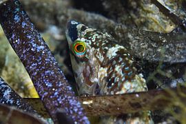 Symphodus Roissali by LISA DC