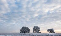 Cold winter morning by Tony Ruiter thumbnail