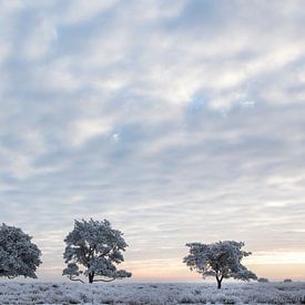 Koude winterochtend van Tony Ruiter