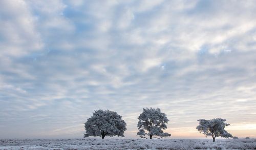 Cold winter morning by Tony Ruiter