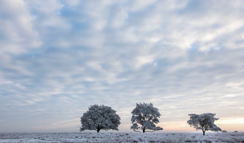 Koude winterochtend van Tony Ruiter