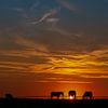Paarden bij zonsondergang van Caroline van der Vecht