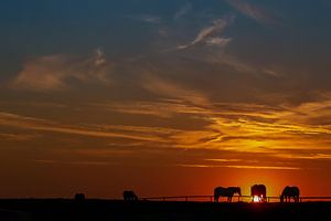 Paarden bij zonsondergang van Caroline van der Vecht