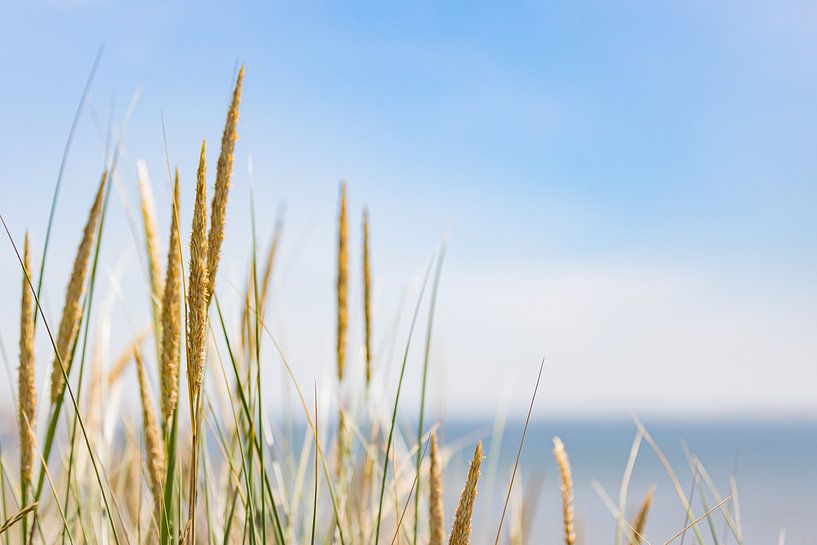 Close-up beach grass by Percy's fotografie
