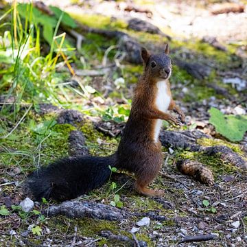 squirrel by Andreas Müller