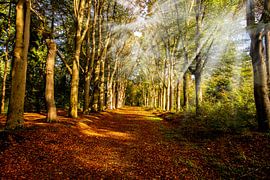 Herbstlicher Waldweg mit Sonnenstrahlen.
