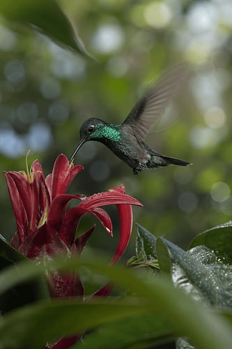 Emerald Hummingbird – Kolibrie met Rode Bloem Wildlife Fotografie