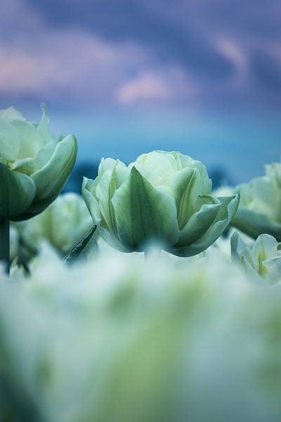 White by peterheinspictures