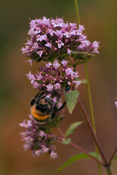 Bumblebee on wild oregano