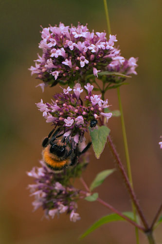 Hommel op wilde oregano
