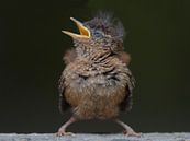 Wren by Robert Westerhof thumbnail