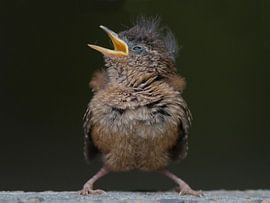 Zaunkönig von Robert Westerhof