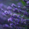 Lavendel Valensole 7 van Vincent Xeridat