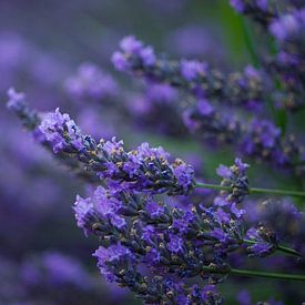 Lavendel-Valensole 7 von Vincent Xeridat