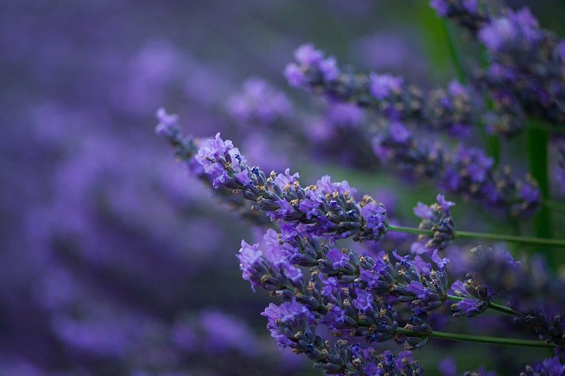 Lavendel-Valensole 7 von Vincent Xeridat