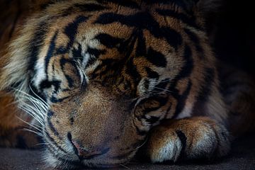 Schlafender Tiger von Jelmer Hogeling