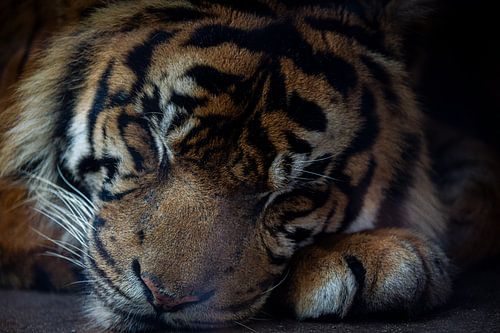 sleeping tiger