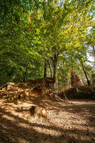Herfst in het bos van Brakel