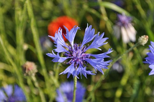 blaue Kornblume, Nahaufnahme