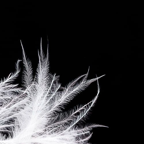 Detail of down feather