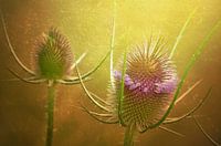 Prickly