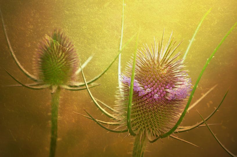 Stachelig von Zwergls Lichtermeer