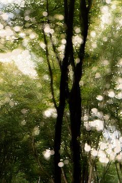 Un arbre qui danse