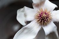 Magnoliabloem