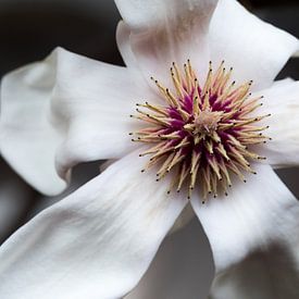 Magnoliabloem von Rick Crauwels