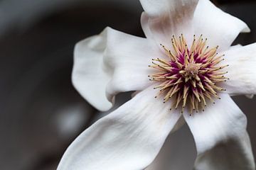 Magnoliabloem van Rick Crauwels