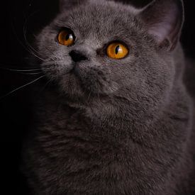 Samtige Schatten von KDX