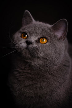 Samtige Schatten