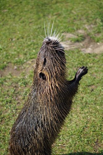 de foto toont wilde levende nutria