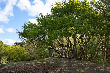 In wilde vorm groeiende bomen in de lente in het Panbos van Frans Rombout