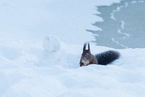 Eekhoorn met sneeuwpop