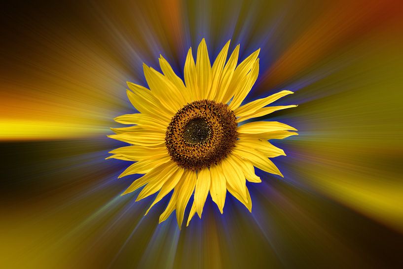 Sunflower against a colourful abstract background by Harry Adam